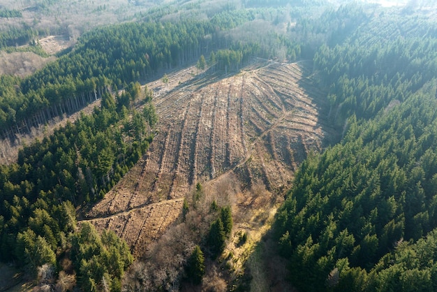 Widok z lotu ptaka na las sosnowy z dużym obszarem ściętych drzew w wyniku globalnego przemysłu wylesiania Szkodliwy wpływ człowieka na światową ekologię