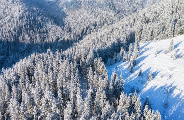 Widok z lotu ptaka na las zimą Naturalny zimowy krajobraz z powietrza Las pod śniegiem zimą Krajobraz z drona