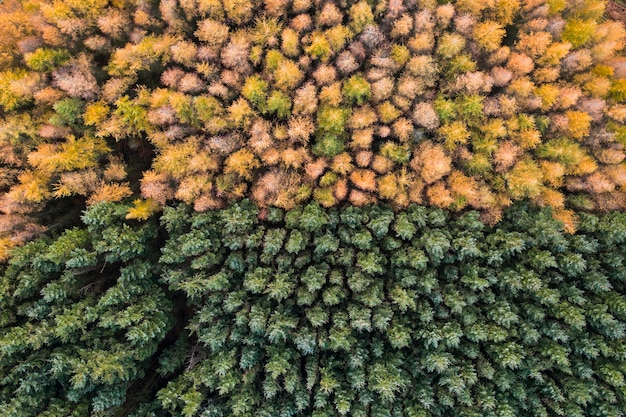 Widok z lotu ptaka na niezwykły las podzielony na kolory jesieni i zieleni