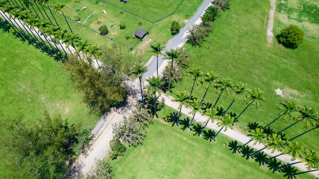 Widok z lotu ptaka na park Burle Marx Parque da Cidade w Sao Jose dos Campos Brazylia Wysokie i piękne palmy