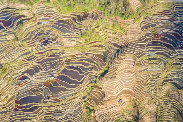 Widok z lotu ptaka na piękne linie tarasowych pól w wiosennej prowincji Yunnan w Chinach