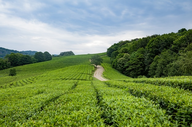 Widok z lotu ptaka na plantację herbaty