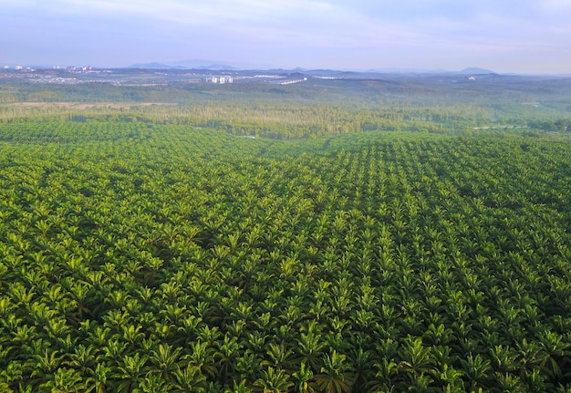 Widok z lotu ptaka na plantację palm