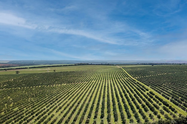 Widok z lotu ptaka na plantację pomarańczy w słoneczny dzień z kilkoma chmurami