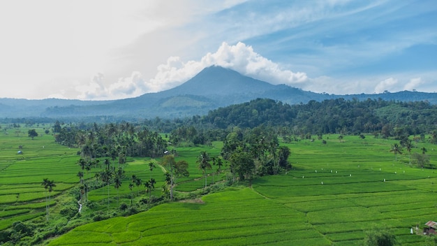 Widok z lotu ptaka na pola ryżowe na tle góry Seulawah Agam w prowincji Aceh w Indonezji