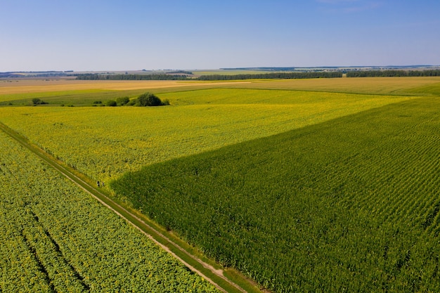 Widok z lotu ptaka na pole kukurydzy i słonecznika