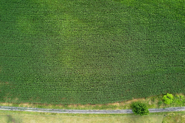 Widok z lotu ptaka na pole kukurydzy