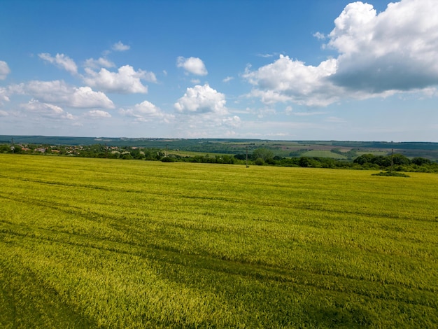 Widok z lotu ptaka na pole świeżych młodych kłosów żyta pszenicy w świetle poranka