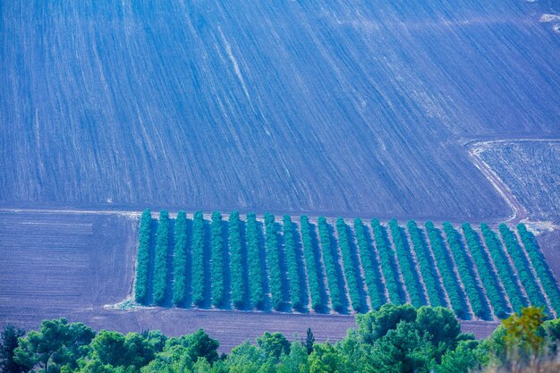 Widok z lotu ptaka na pole uprawne i plantację oliwek