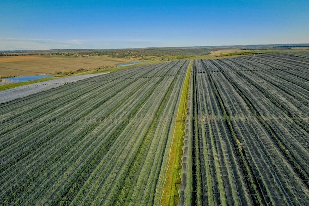 Widok z lotu ptaka na sad jabłkowy Duża plantacja jabłek