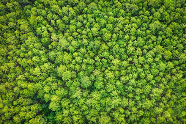 Widok z lotu ptaka na wzór plantacji drzew sosnowych