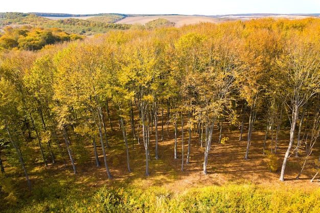 Widok z lotu ptaka na zielone i żółte zadaszenia w jesiennym lesie z wieloma świeżymi drzewami.