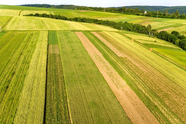 Widok z lotu ptaka na zielone pola uprawne wiosną ze świeżą roślinnością po sezonie siewu w ciepły, słoneczny dzień.