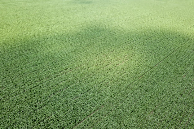 Widok z lotu ptaka na zielone pole kukurydzy. Antena kukurydziana.