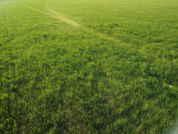 Widok z lotu ptaka na zielone pole pszenicy na wsi pole pszenicy wiejącej na wietrze o zachodzie słońca młodym