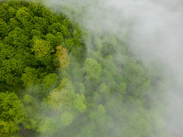Widok z lotu ptaka na zielony las z drzewami pokrywającymi chmury we mgle widzianej z góry