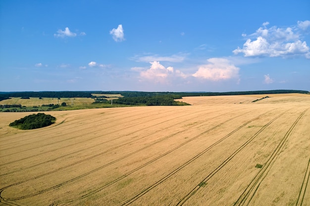 Widok z lotu ptaka na żółte pole uprawne z dojrzałą pszenicą w jasny letni dzień