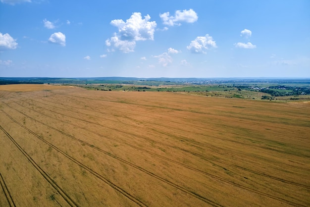 Widok z lotu ptaka na żółte pole uprawne z dojrzałą pszenicą w jasny letni dzień