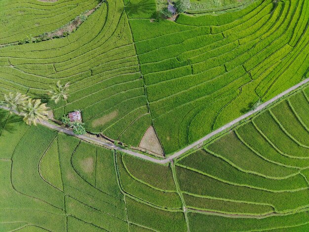 Widok z lotu ptaka piękny poranny widok z Indonezji na temat gór i lasów