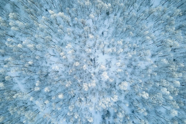 Widok z lotu ptaka pokrytego śniegiem białego lasu z zamarzniętymi drzewami w mroźnej zimie Gęste dzikie lasy w okresie zimowym
