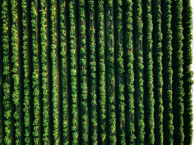 Widok z lotu ptaka pola rzędów ziemniaków w krajobrazie rolniczym w Finlandii