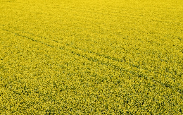 Widok z lotu ptaka pola rzepakowego i utworów z ciągnika. Piękne tekstury rolnicze lub tło krajobrazu rolnictwa lato. farma rzepaku z góry.