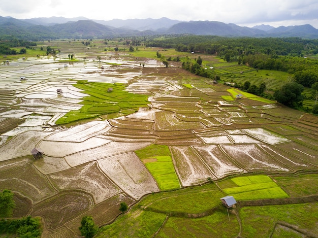 Widok z lotu ptaka ryżu niełuskanego pola w dolinie.