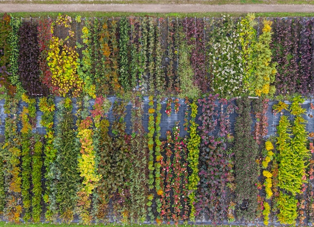 Widok z lotu ptaka szkółki drzew z żółtymi czerwonymi i czerwonymi zielonymi roślinami ułożonymi w rzędzie jesienią Rośliny w jesiennych kolorach Alzacja Francja Europa