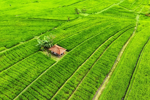 Widok z lotu ptaka tarasy ryżowe Krajobraz z drona Krajobraz rolniczy z powietrza Tarasy ryżowe w lecie Światowe dziedzictwo UNESCO Taras wznoszenia Jatiluwih Bali Indonezja Obraz podróży