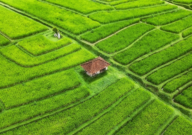 Widok z lotu ptaka tarasy ryżowe Krajobraz z drone Krajobraz rolniczy z powietrza Tarasy ryżowe w lecie Światowe dziedzictwo UNESCO Jatiluwih taras wzrost Bali Indonezja Zdjęcie podróży