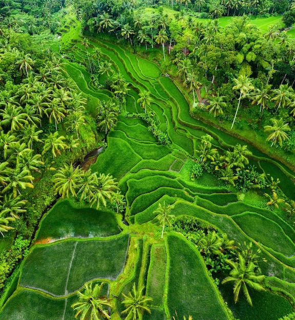 Widok z lotu ptaka tarasy ryżowe Krajobraz z drone Krajobraz rolniczy z powietrza Tarasy ryżowe w lecie Światowe dziedzictwo UNESCO Taras Jatiluwih wzrost Bali Indonezja Obraz podróży i wakacji