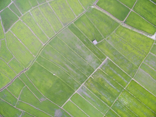 Widok z lotu ptaka z drone. rośliny ryżowe w polu ryżowym