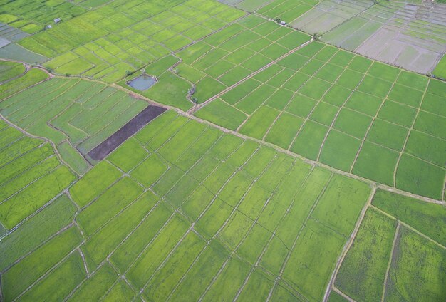 Widok z lotu ptaka z drone. rośliny ryżowe w polu ryżowym