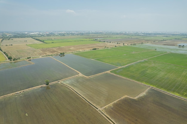 Widok z lotu ptaka z latającego drona ryżu polnego z krajobrazem zielony wzór tło natura widok z góry pole ricexA