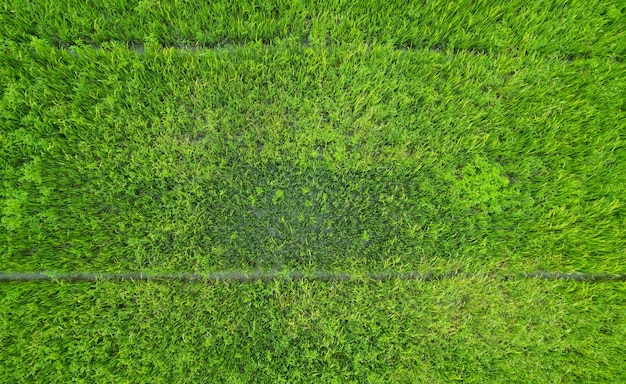 Widok z lotu ptaka z latającego drona ryżu polnego z krajobrazem zielony wzór tło natura widok z góry ryż polny