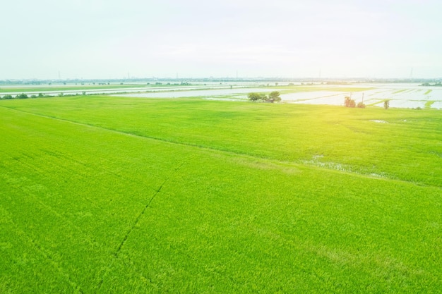 Widok z lotu ptaka z latającego drona ryżu polnego z krajobrazem zielony wzór tło natura widok z góry ryż polny