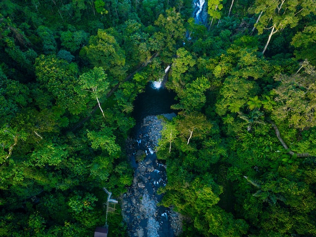 widok z lotu ptaka zielony las w północnej bengkulu w Indonezji, niesamowite światło