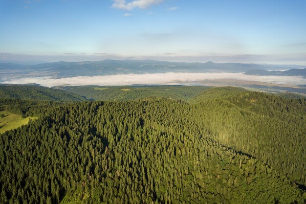 Widok z lotu ptaka zielonych górskich wzgórz pokrytych zimozielonym świerkowym lasem w lecie.