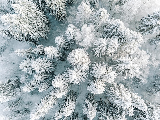 Widok z lotu ptaka zimowego tła z sosnami Biały zimowy las pokryty śniegiem z góry