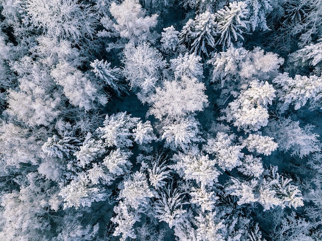 Widok z lotu ptaka zimowego tła z sosnami Biały zimowy las pokryty śniegiem z góry