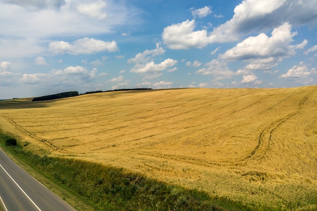 Widok z lotu ptaka żółtego rolnictwa pszeniczny pole przygotowywający zbierającym w późnym lecie.