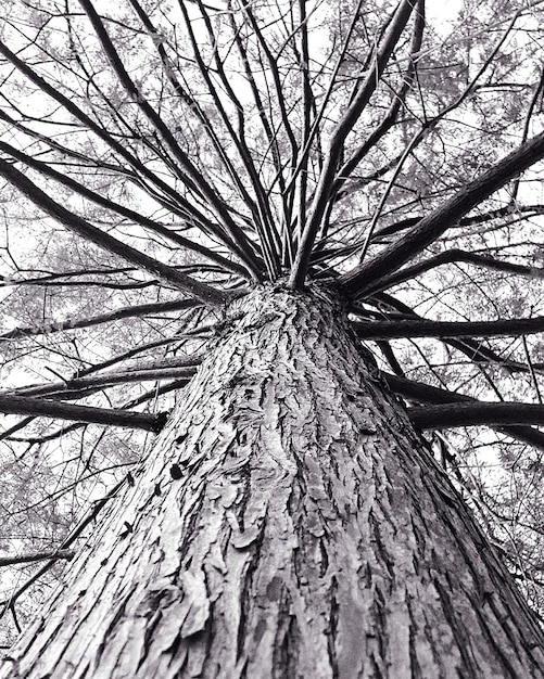 Zdjęcie widok z niskiego kąta na gołe drzewa