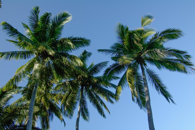Zdjęcie widok z niskiego kąta na palmy na tle jasnego niebieskiego nieba