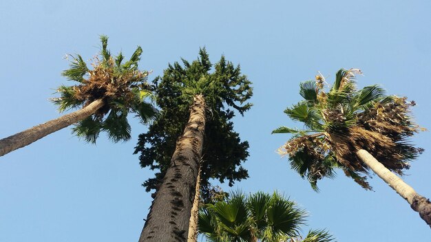 Widok z niskiego kąta na palmy na tle jasnego niebieskiego nieba