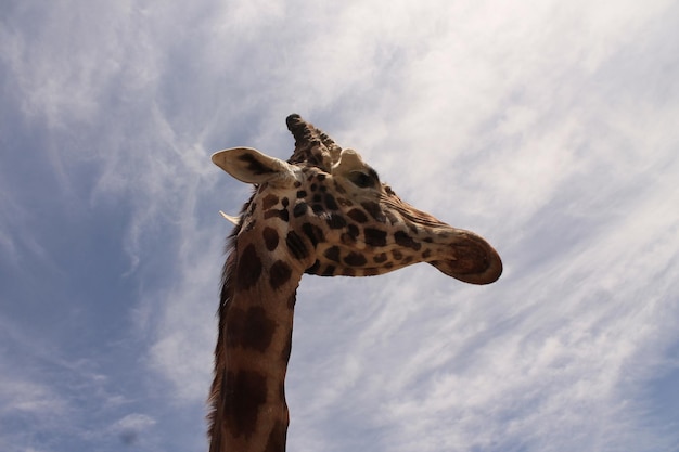 Widok z niskiego kąta na żyrafę