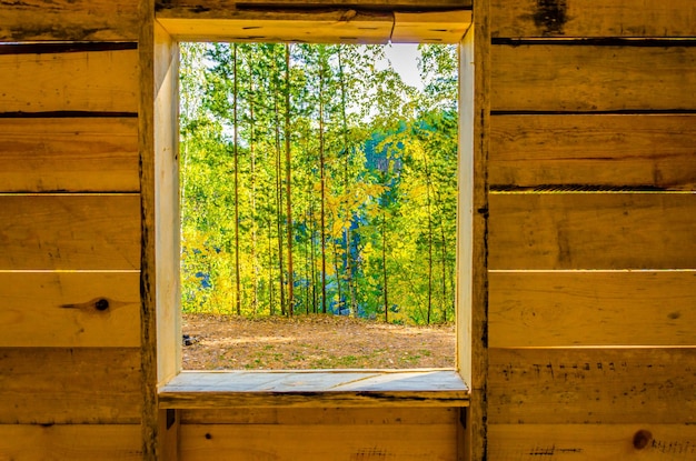 Widok z okna domu na las.