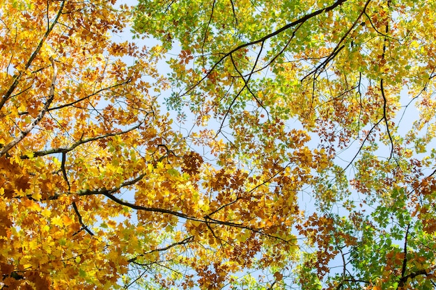 Widok z perspektywy jesiennego lasu z jasnymi pomarańczowymi i żółtymi liśćmi. Gęste drewno z grubymi daszkami przy słonecznej jesiennej pogodzie.