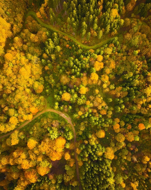 Widok z powietrza jesiennego lasu w Styrii Południowej Zielony Serce Austrii