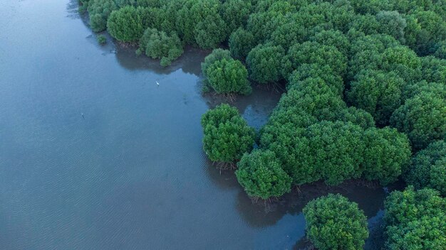 Widok z powietrza lasów mangrowych w prowincji Aceh w Indonezji