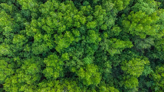 Zdjęcie widok z powietrza lasów mangrowych w prowincji aceh w indonezji